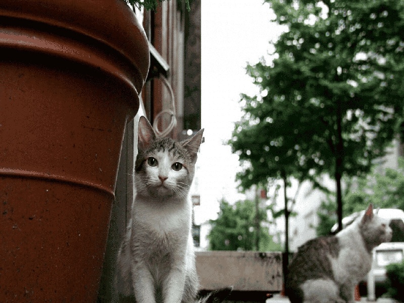 弱阳试管移植,北京左侧睾丸的治疗费用