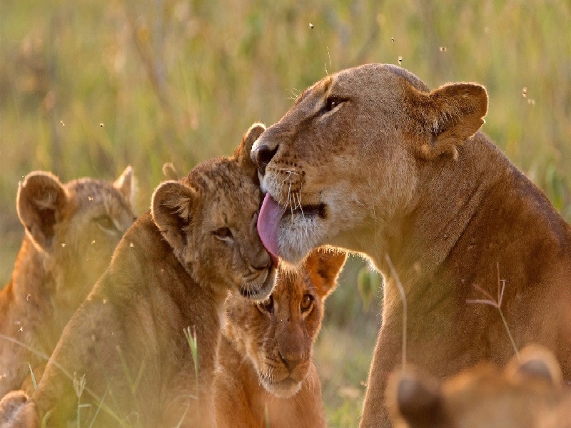 北大妇儿建档试管,海扶刀试管